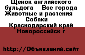 Щенок английского бульдога  - Все города Животные и растения » Собаки   . Краснодарский край,Новороссийск г.